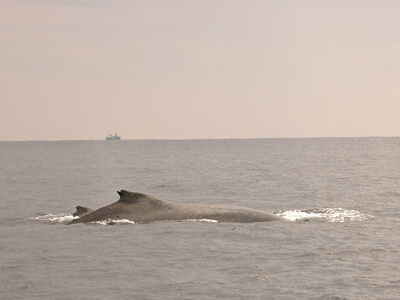 浅いところで。_f0062839_2001564.jpg