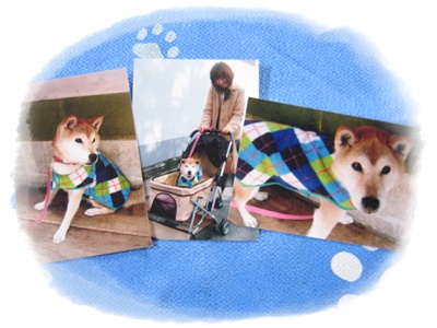 何度でも・・・サイを想う_c0049950_02871.jpg