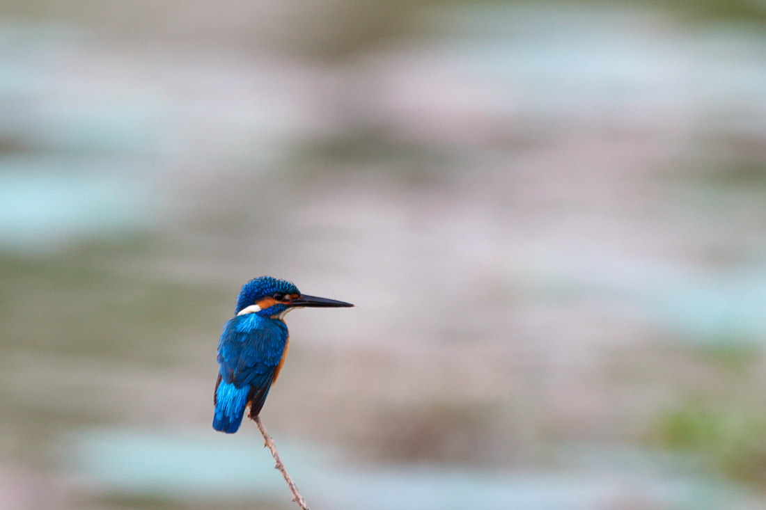 Sri Lanka　（スリランカ）探鳥4_d0013455_15443865.jpg