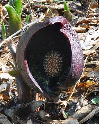 滋賀県 近江今津 発熱植物ザゼンソウ 自然の写真帖 滋賀県 近江今津 発熱植物ザゼンソウ 自然の写真帖