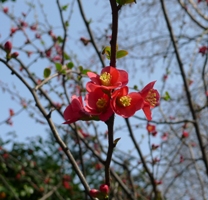 桜はまだか、、。_a0133859_1321563.jpg