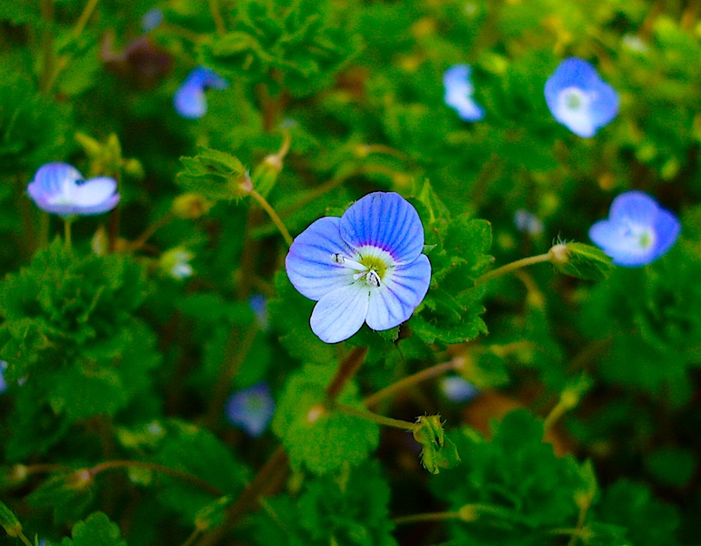 オオイヌノフグリのふぐり : 百一姓blog