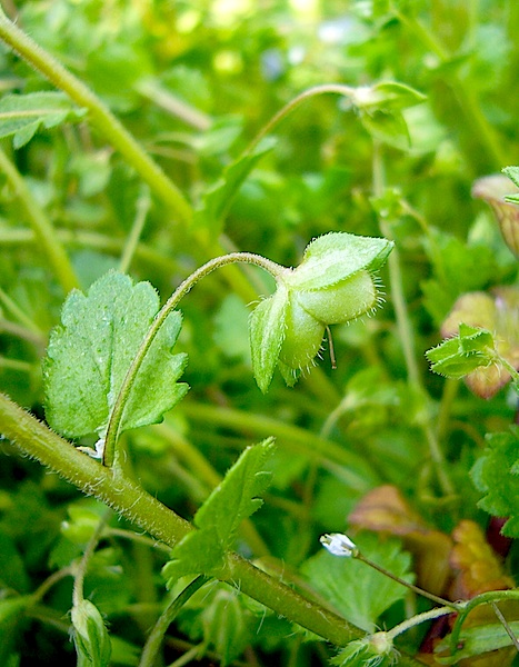 オオイヌノフグリのふぐり : 百一姓blog