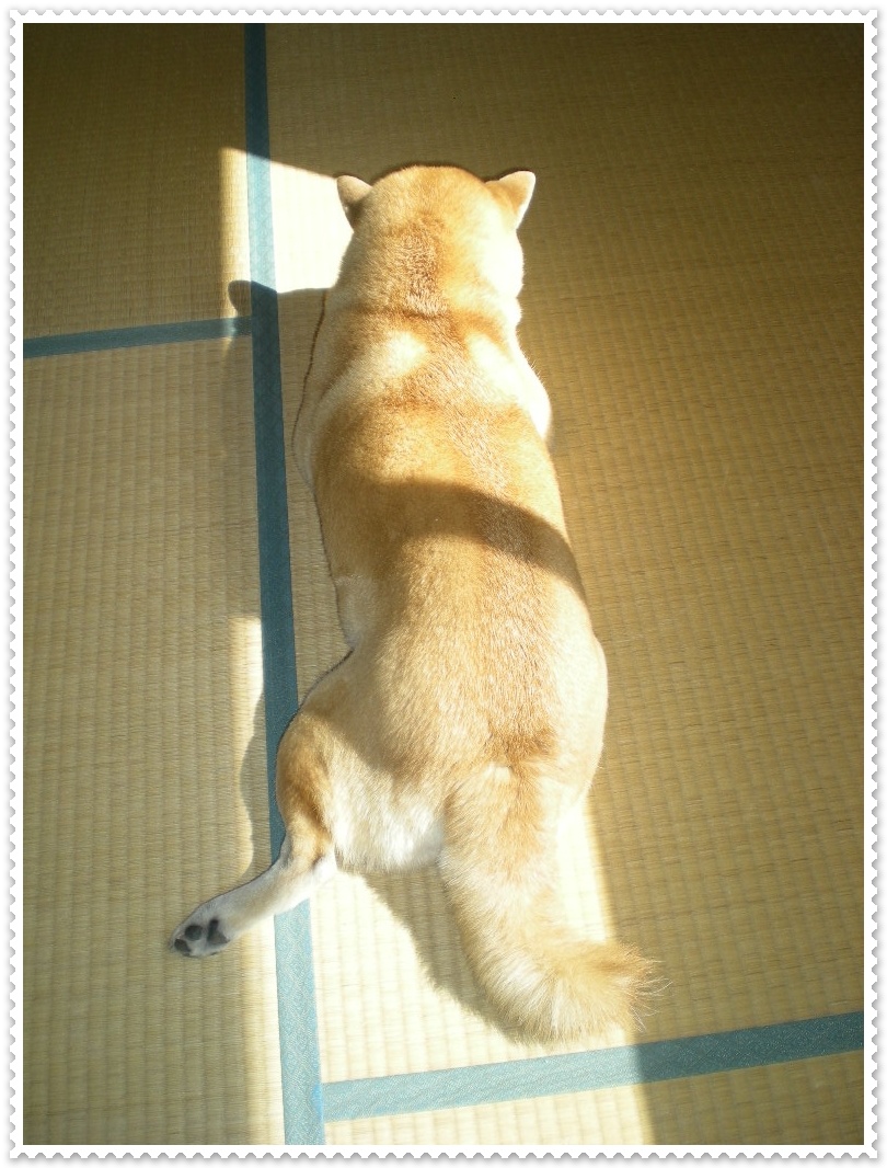 2010年3月13日(土)お日様にぴったりです~!_f0060461_1075160.jpg