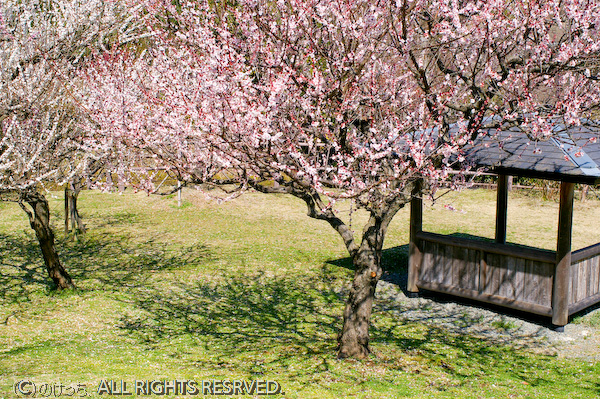 戸川公園～早春の風～　その１_b0136768_22244153.jpg