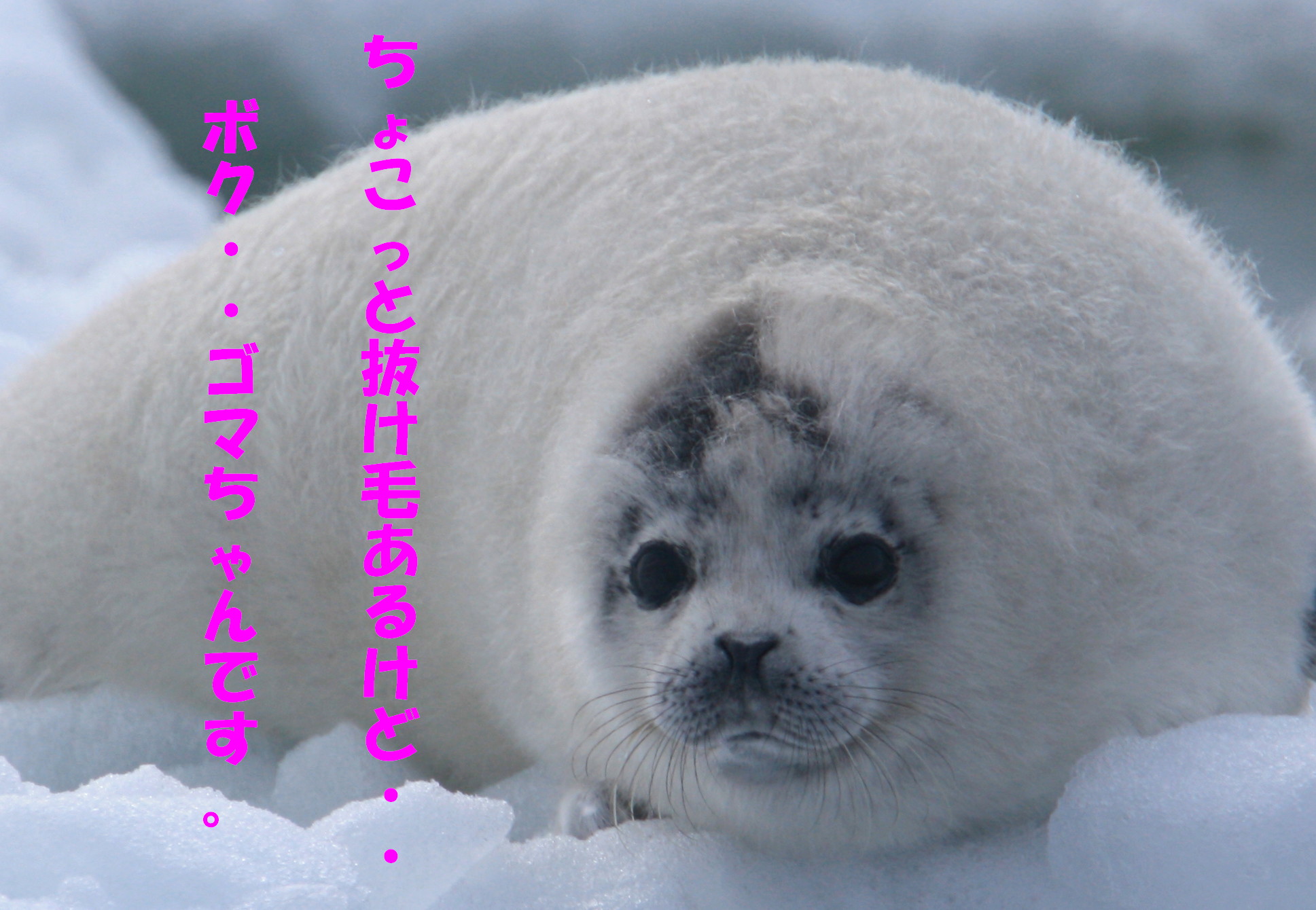 天気 明日 苫小牧