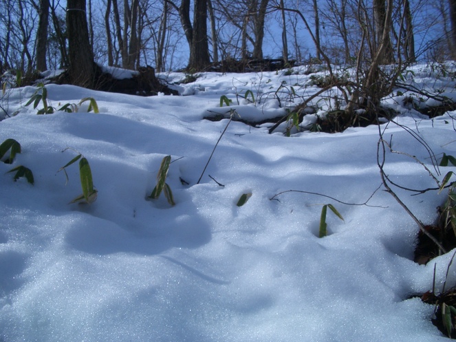 積雪のハセツネ３０ｋ試走～まいったぜ～_c0206177_2116494.jpg