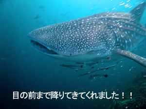 ジンベエGET☆ナイスチーム!_f0144385_17244717.jpg