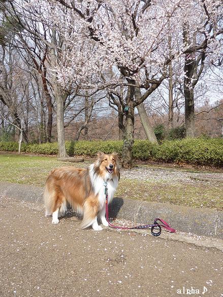 公園散歩♪　青空に水しぶき（噴水）_c0189388_0131638.jpg