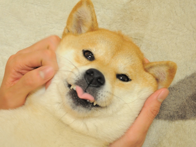 ちょんまげじゃない!?_a0126590_019690.jpg