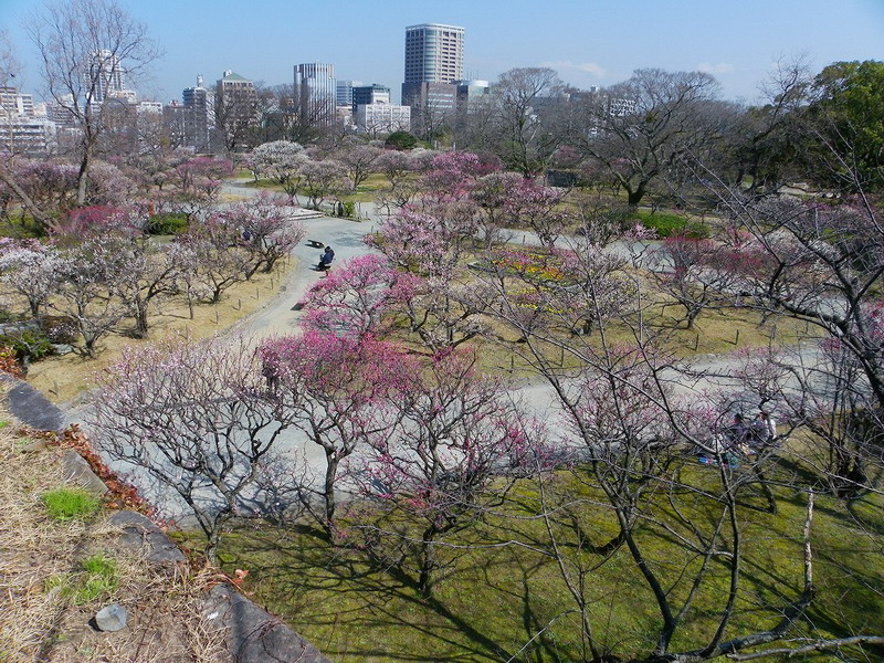 ウメ（舞鶴公園 2010/02/23撮影）_f0204094_1025663.jpg