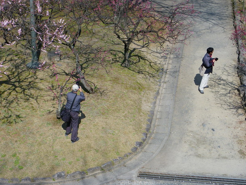 ウメ（舞鶴公園 2010/02/23撮影）_f0204094_1032440.jpg