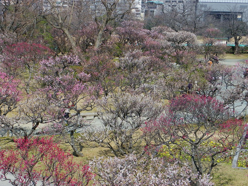 ウメ（舞鶴公園 2010/02/23撮影）_f0204094_103947.jpg