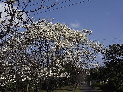 ハクモクレン_b0105897_21552899.jpg