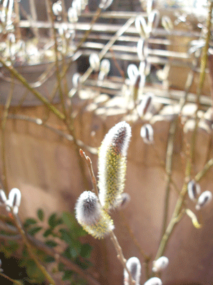 c0129702_14561938.gif