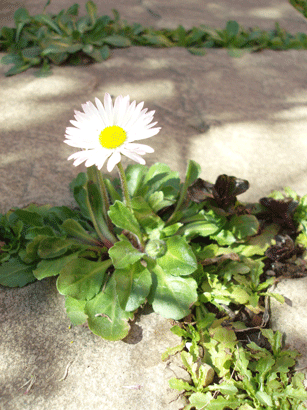 c0129702_14583212.gif