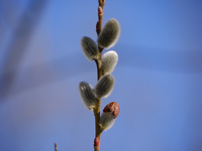 ユビソヤナギの花穂が出ました。_d0027904_2128838.jpg