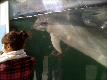 水族館_c0183011_21194683.jpg