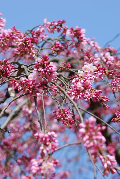 糸桜　－　京都御苑　近衛邸跡_a0114714_1755119.jpg