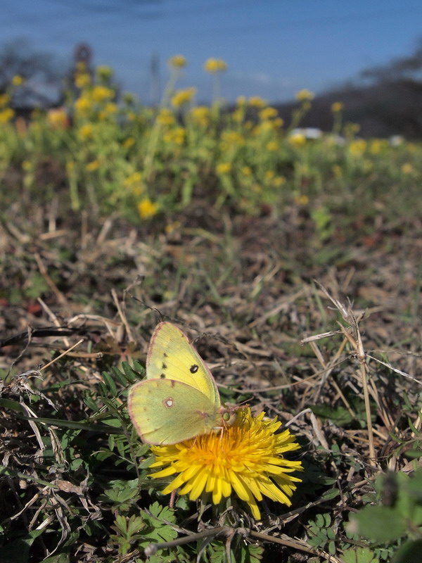 d0090322_22815.jpg
