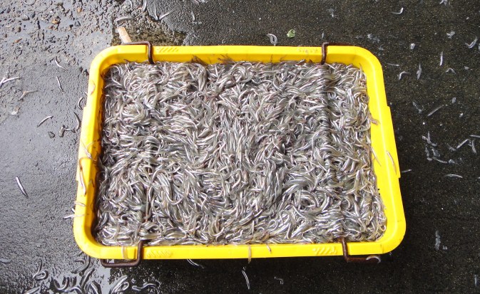 釜揚げいかなご新仔がうまい 加古川水産 のさかな情報