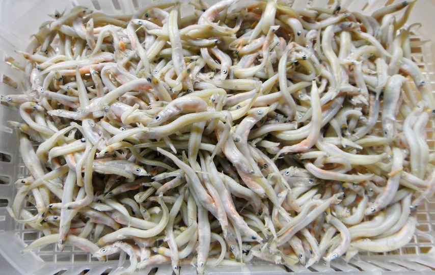 釜揚げいかなご新仔がうまい 加古川水産 のさかな情報