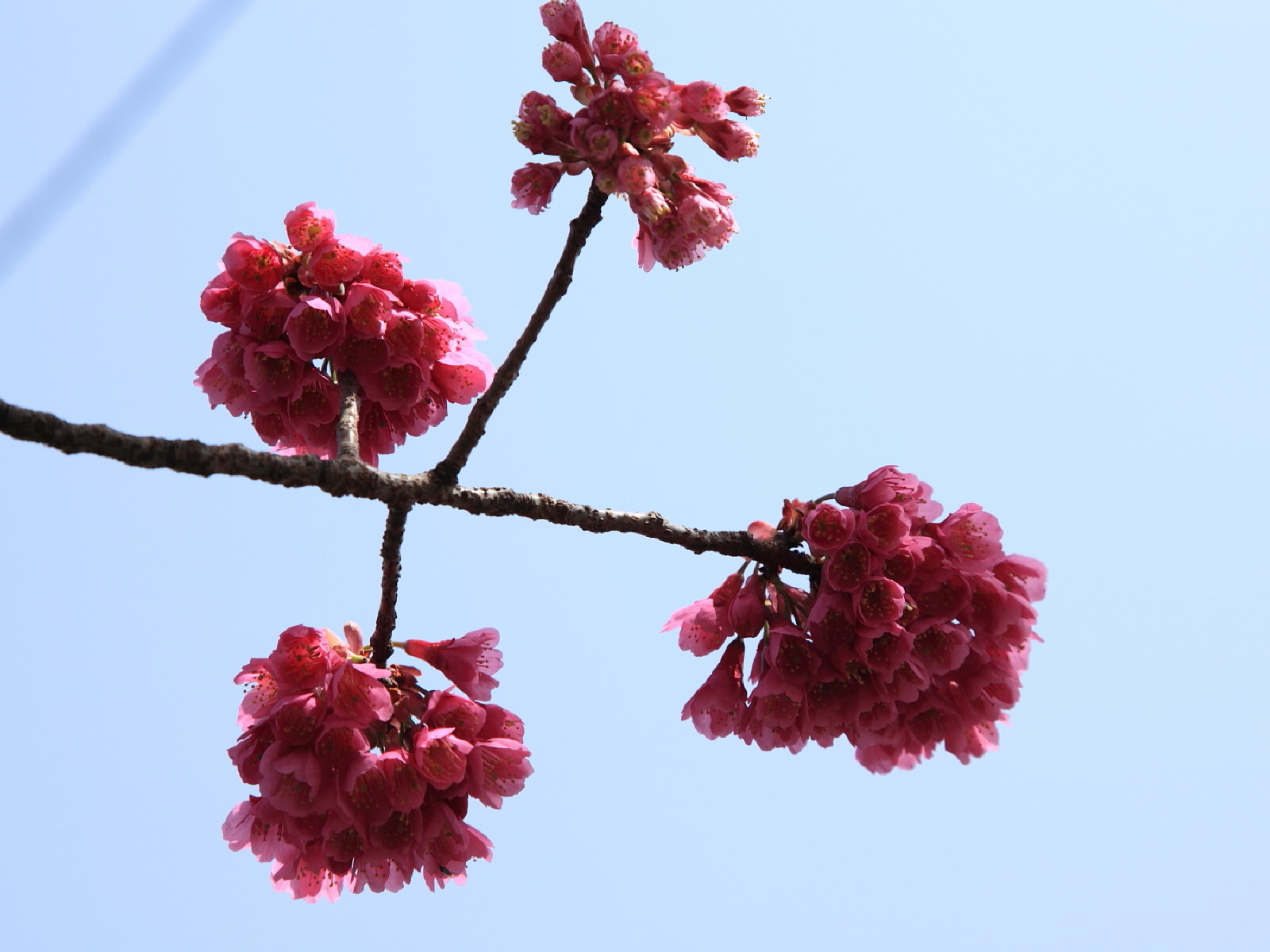 京都　寒緋桜_b0164726_2032056.jpg