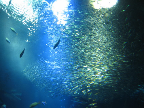 アクアワールド（茨城県大洗水族館）へ_f0121836_2322434.jpg