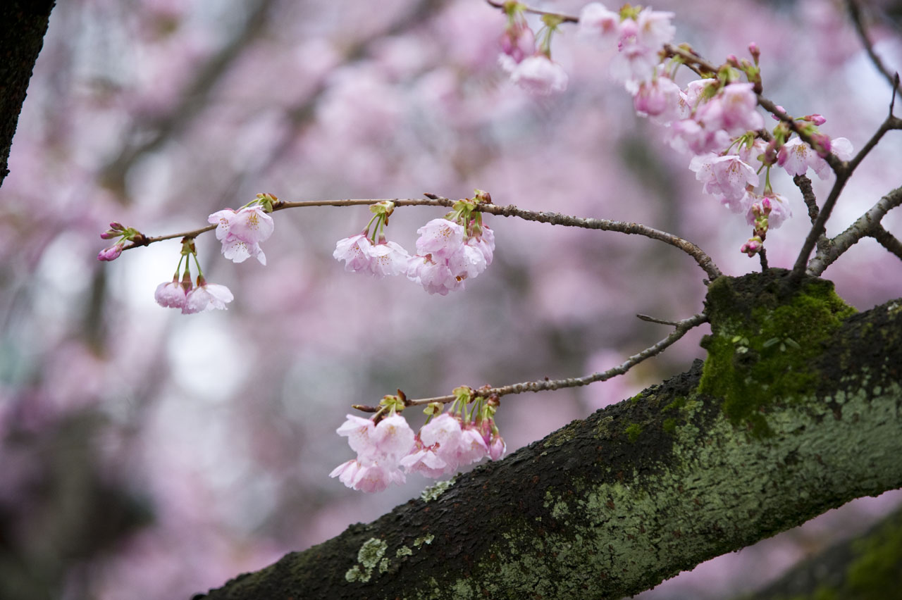 ★寒緋桜　２_b0023047_731963.jpg