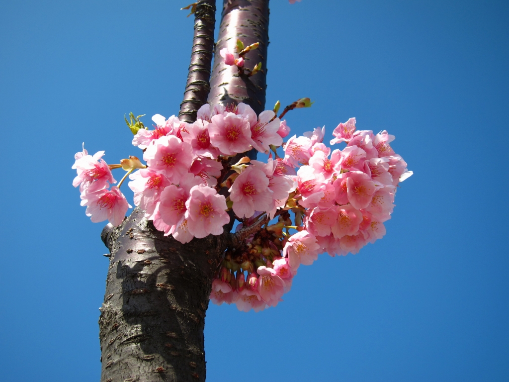 １４２．桜（向島小学校～上関町城山歴史公園）［２２．２．２７］_a0054350_22547100.jpg