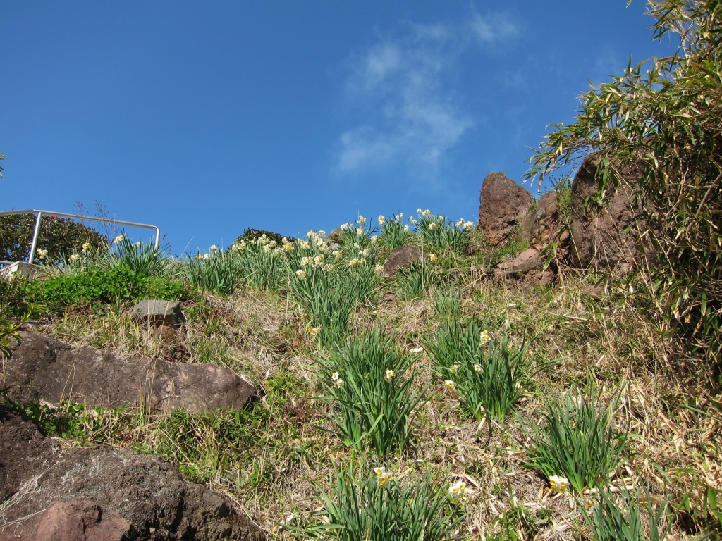 １４２．桜（向島小学校～上関町城山歴史公園）［２２．２．２７］_a0054350_23483945.jpg