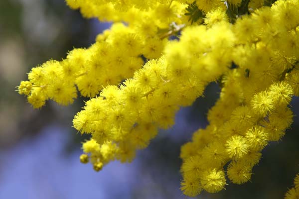 黄色の花　水仙とミモザ_c0080352_17393248.jpg