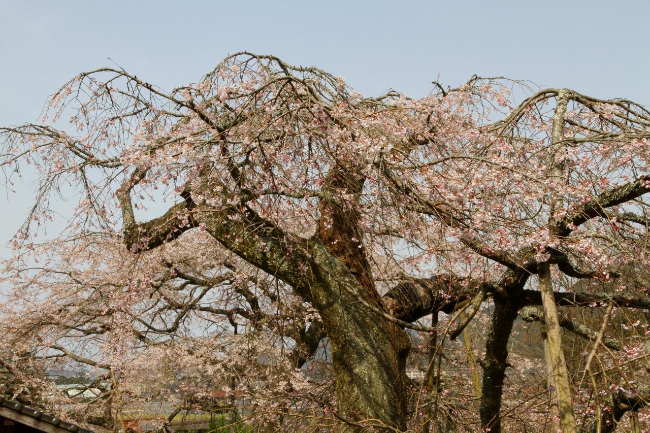 咲き始めた樹齢１５０年のイトザクラ（２）_f0215555_16322199.jpg