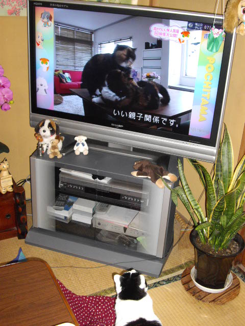 犯人は誰?_d0116059_12552.jpg