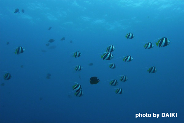 2010.03.12 Fri. 柏島_e0158261_22132851.jpg