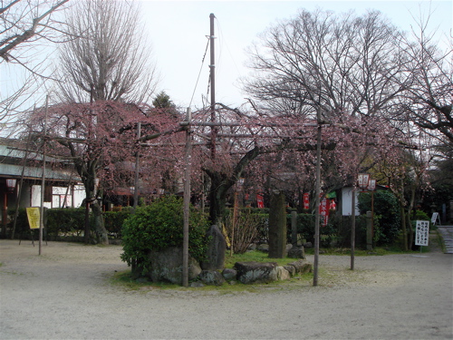 枝垂れ桜に会いたくて　京都　伏見長建寺。_e0125762_13434844.jpg