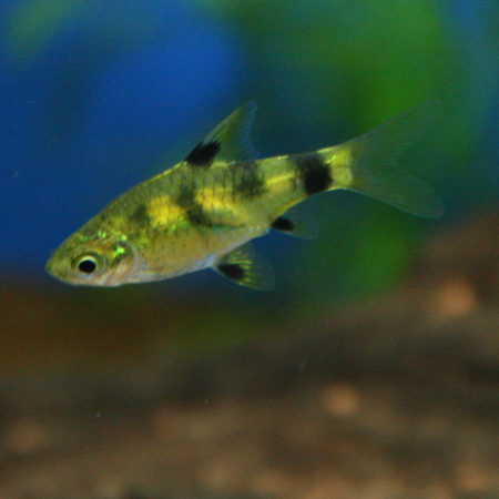 a0162263_20115480.jpg