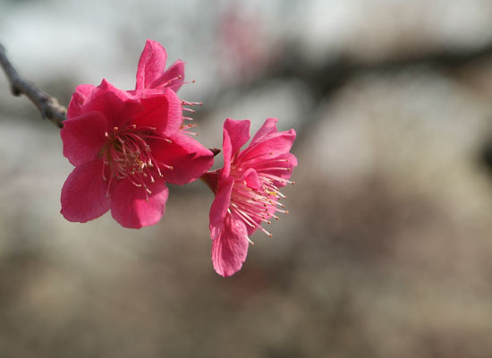 桜_a0155464_657839.jpg