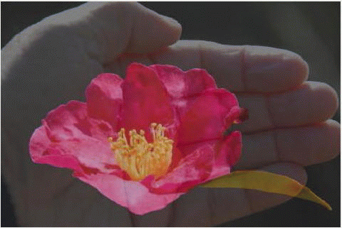 f0182571_12464477.gif