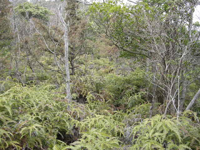 b0185573_67323.jpg
