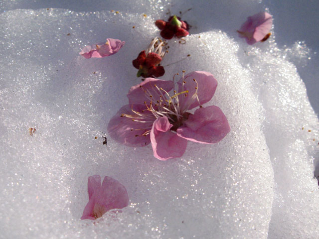 ■雪に花びら_f0015474_6122261.jpg