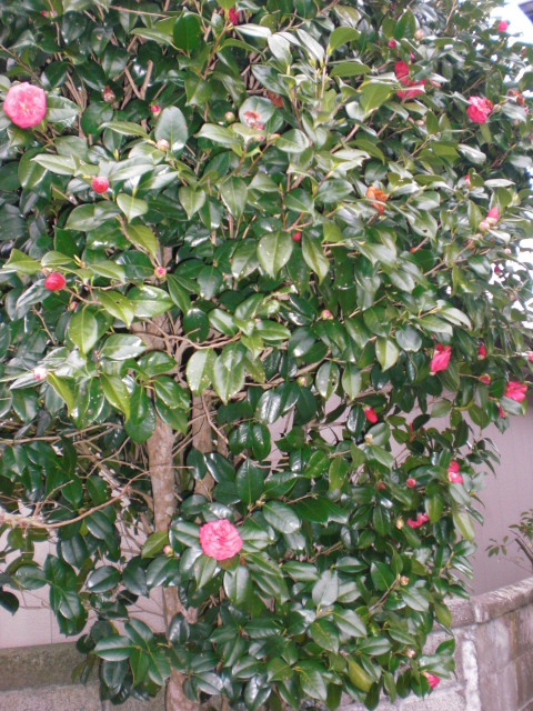 b0157276_21145380.jpg