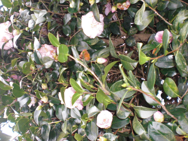 b0157276_21165564.jpg
