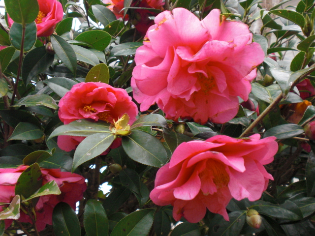 b0157276_2192326.jpg