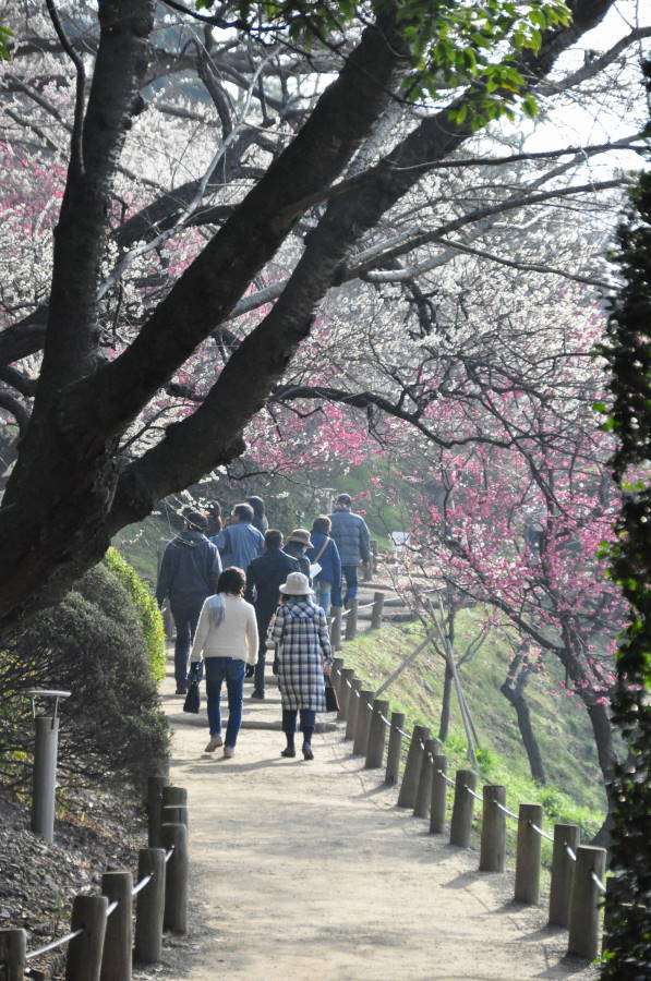 ぶらり・・・早朝の偕楽園_b0163381_092330.jpg