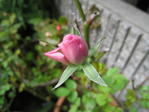 c0132387_23432664.jpg