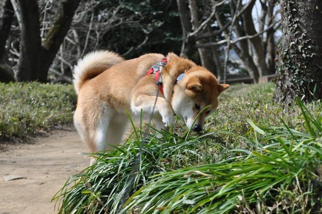 かぼちゃん、楽しそう!!_a0126590_044922.jpg