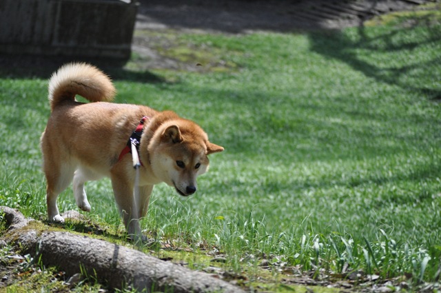かぼちゃん、楽しそう!!_a0126590_082113.jpg