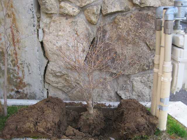 庭木の配置換え すぎまるの今日も好日