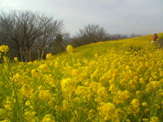 吾妻山公園へ_d0015894_21545567.jpg